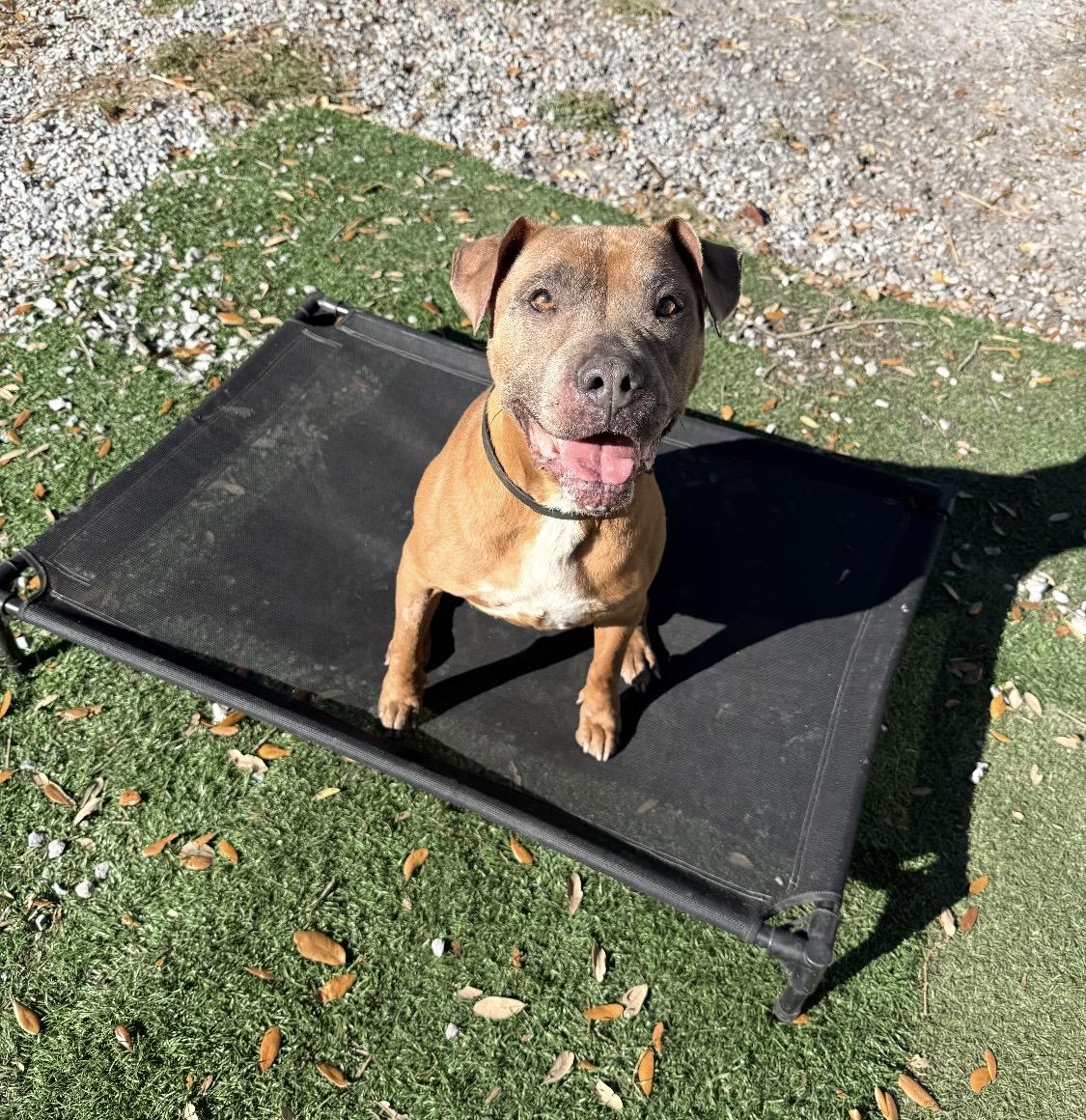 Enlarge Caramela, a Adoptable Mixed Breed in Palm Harbor, FL image 6/6