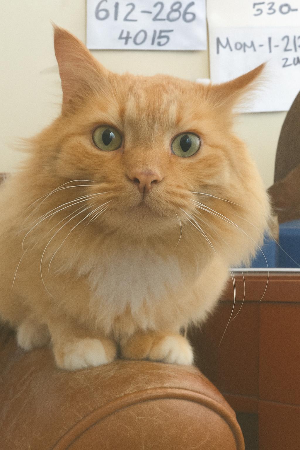 Herbie ***COURTESY POST***, Adoptable, Adult Male Domestic Long Hair.