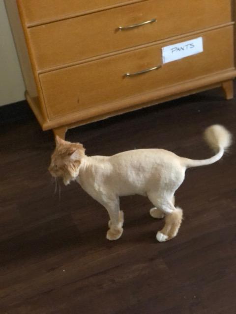 Herbie ***COURTESY POST***, a Adoptable Domestic Long Hair in Farmington, MN image 3/4