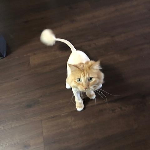 Herbie ***COURTESY POST***, a Adoptable Domestic Long Hair in Farmington, MN image 4/4