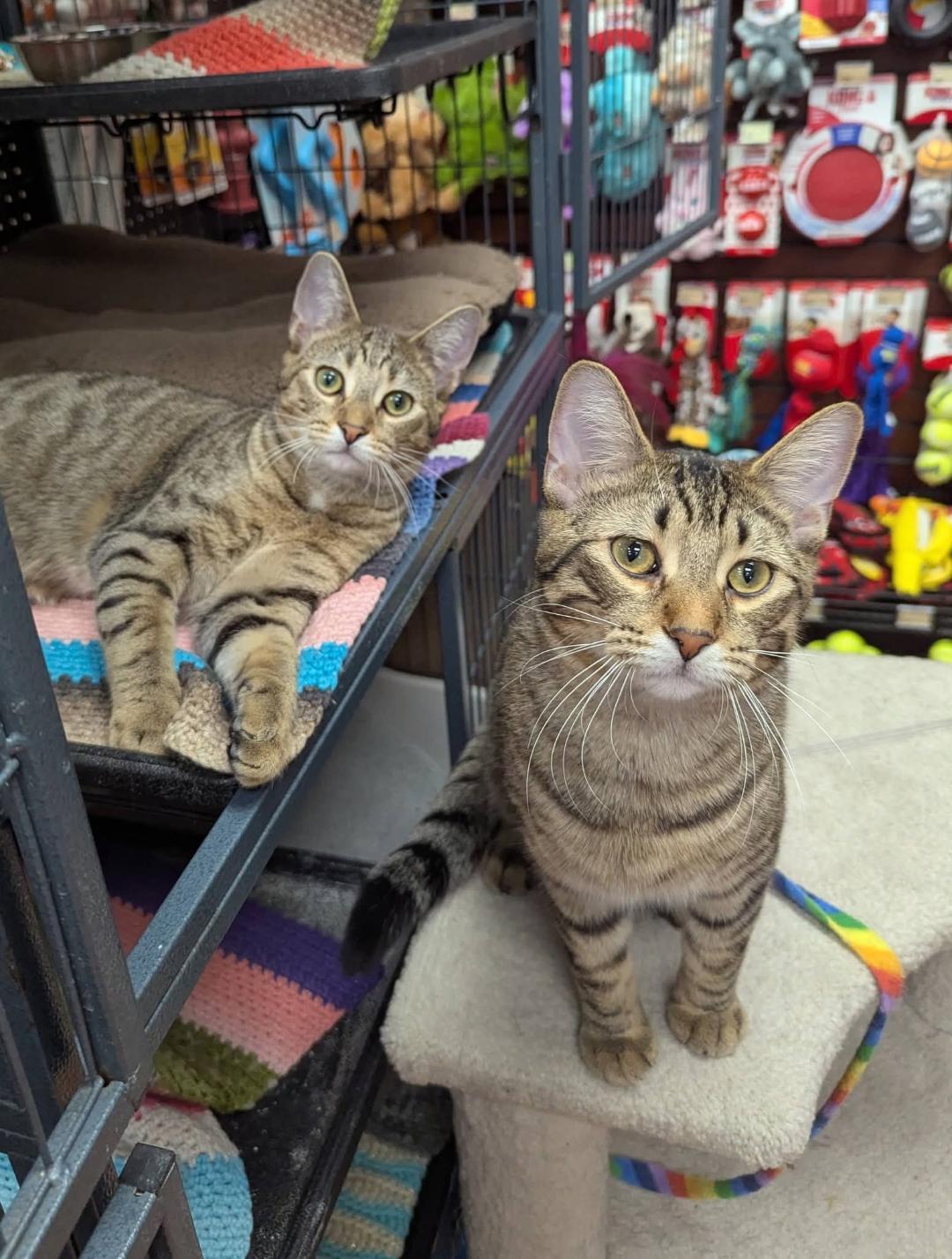 Jordan bonded with Joshua , ADOPTABLE, Young Male Tabby.