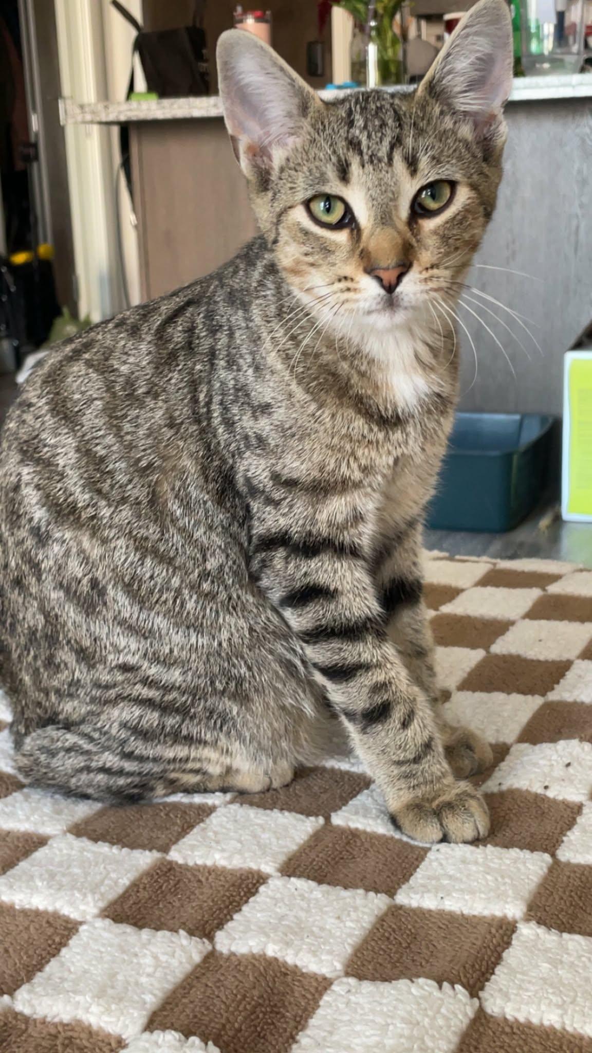 Jordan, ADOPTABLE, Young Male Tabby.