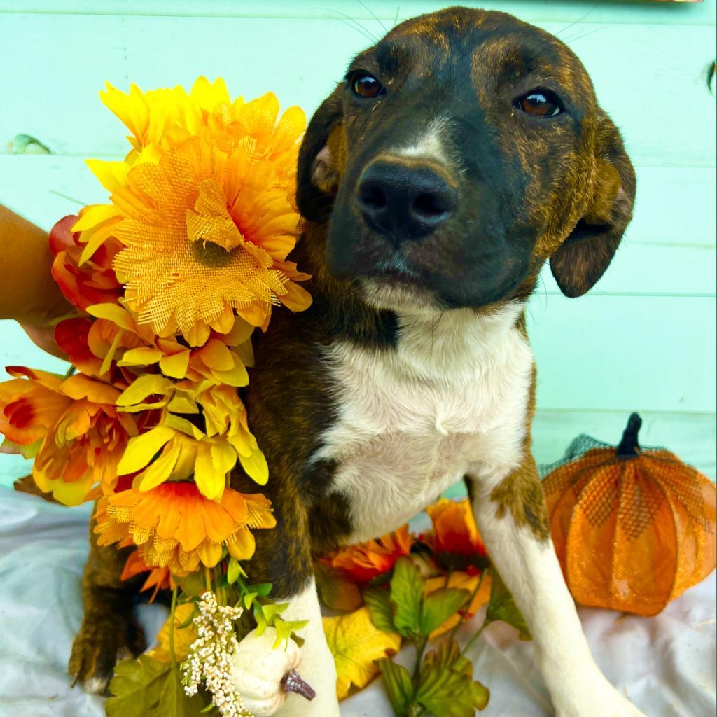 Raven, Adoptable, Adult Female Pit Bull Terrier.