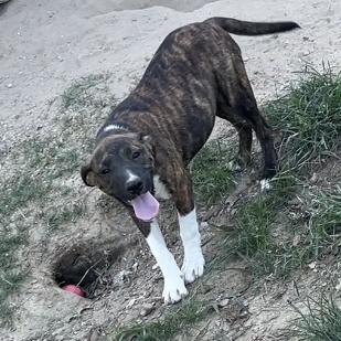 Raven, a Adoptable Pit Bull Terrier in Wiggins, MS image 2/2