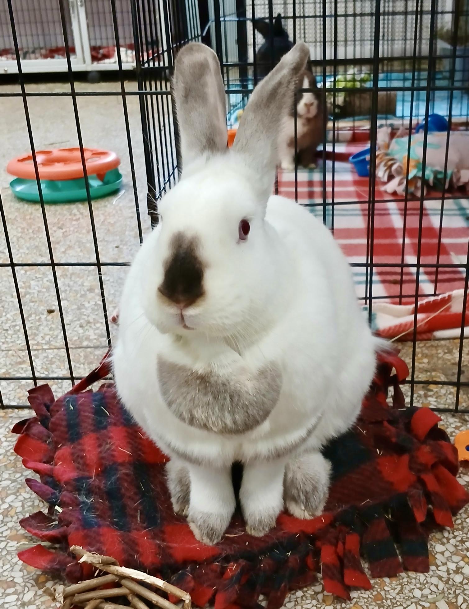 Cersei, Adoptable, Adult Female Himalayan.