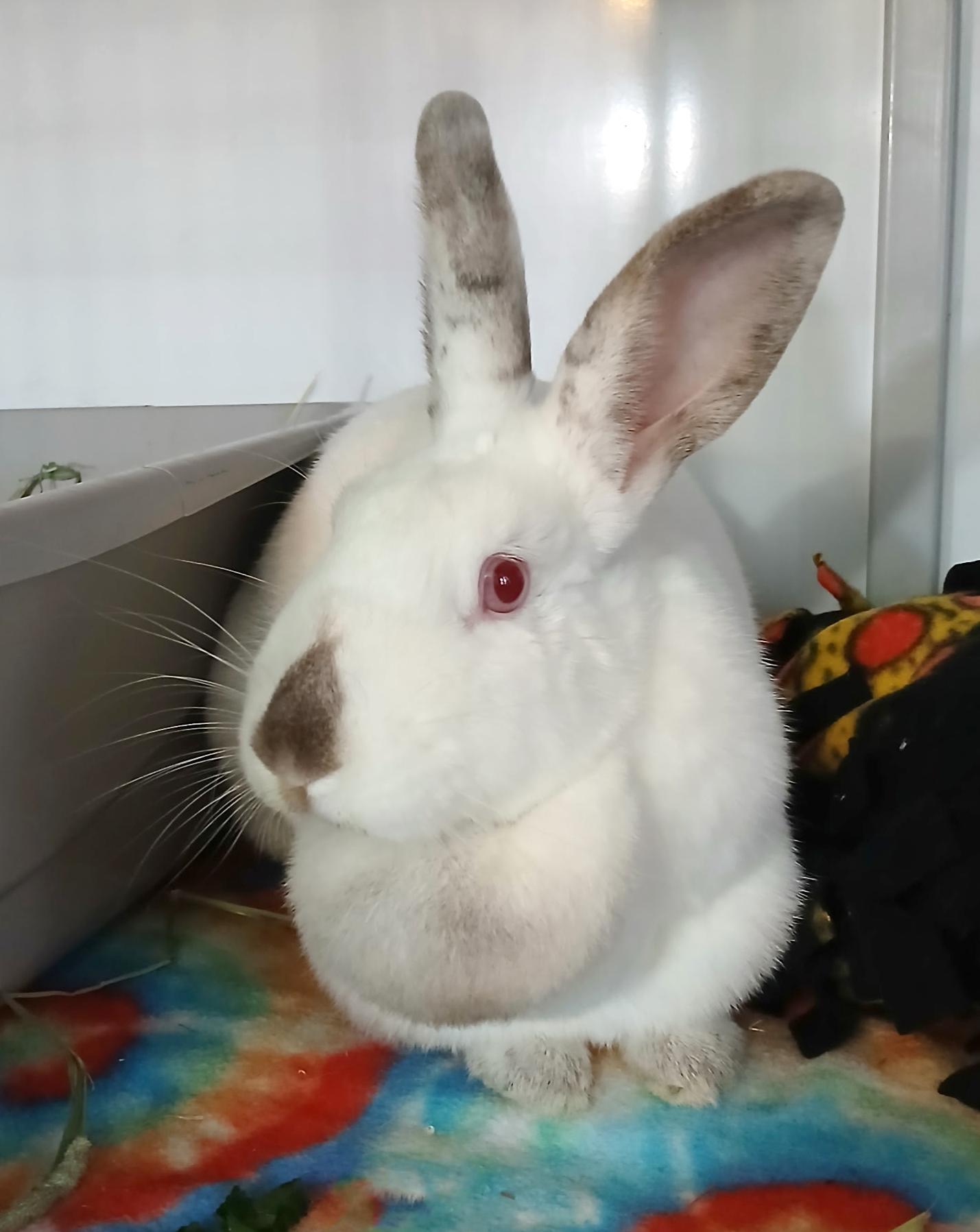 Cersei, Adoptable, Adult Female Himalayan.