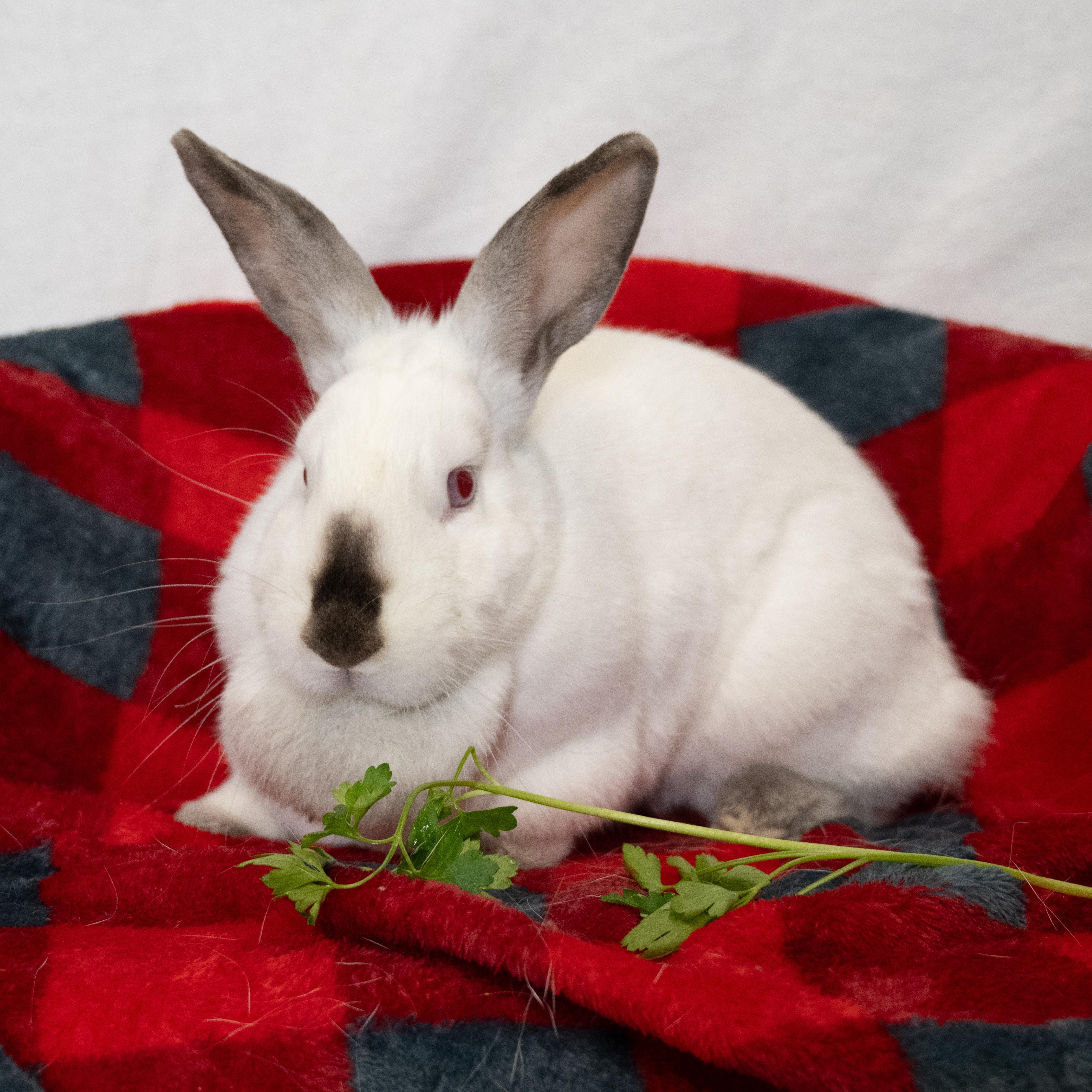 Cersei, Adoptable, Adult Female Himalayan.