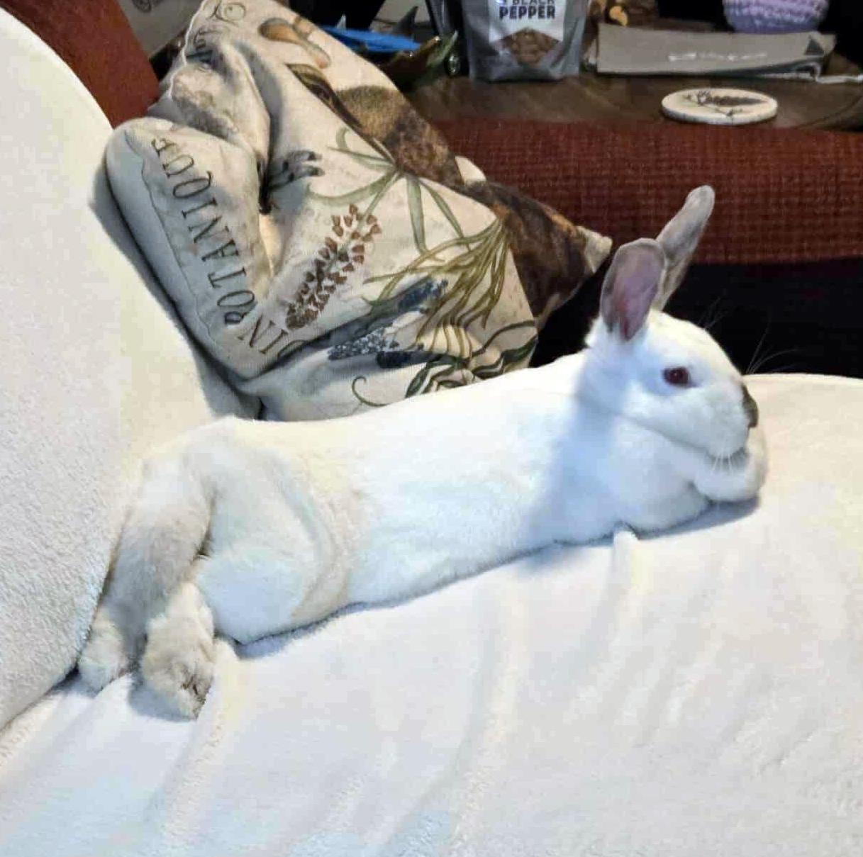 Enlarge Cersei, a Adoptable Himalayan in Chicago, IL image 2/2