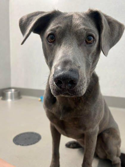 Enlarge Natalia, a Adoptable mixed breed in Roseville, CA image 1/3