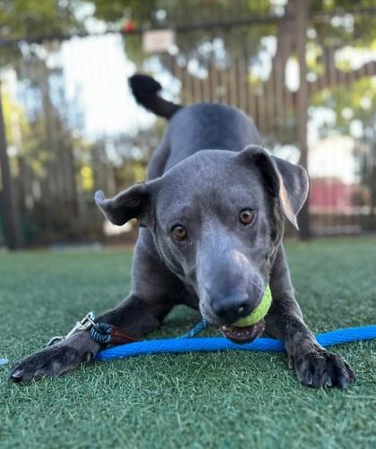 Natalia, Adoptable, Adult Female Labrador Retriever & Weimaraner.