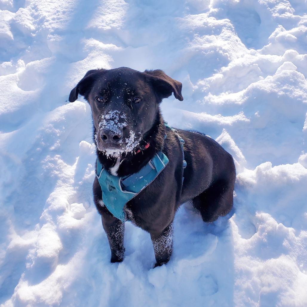 Enlarge Nova, a Adoptable Black Labrador Retriever in Springfield, MO image 1/6