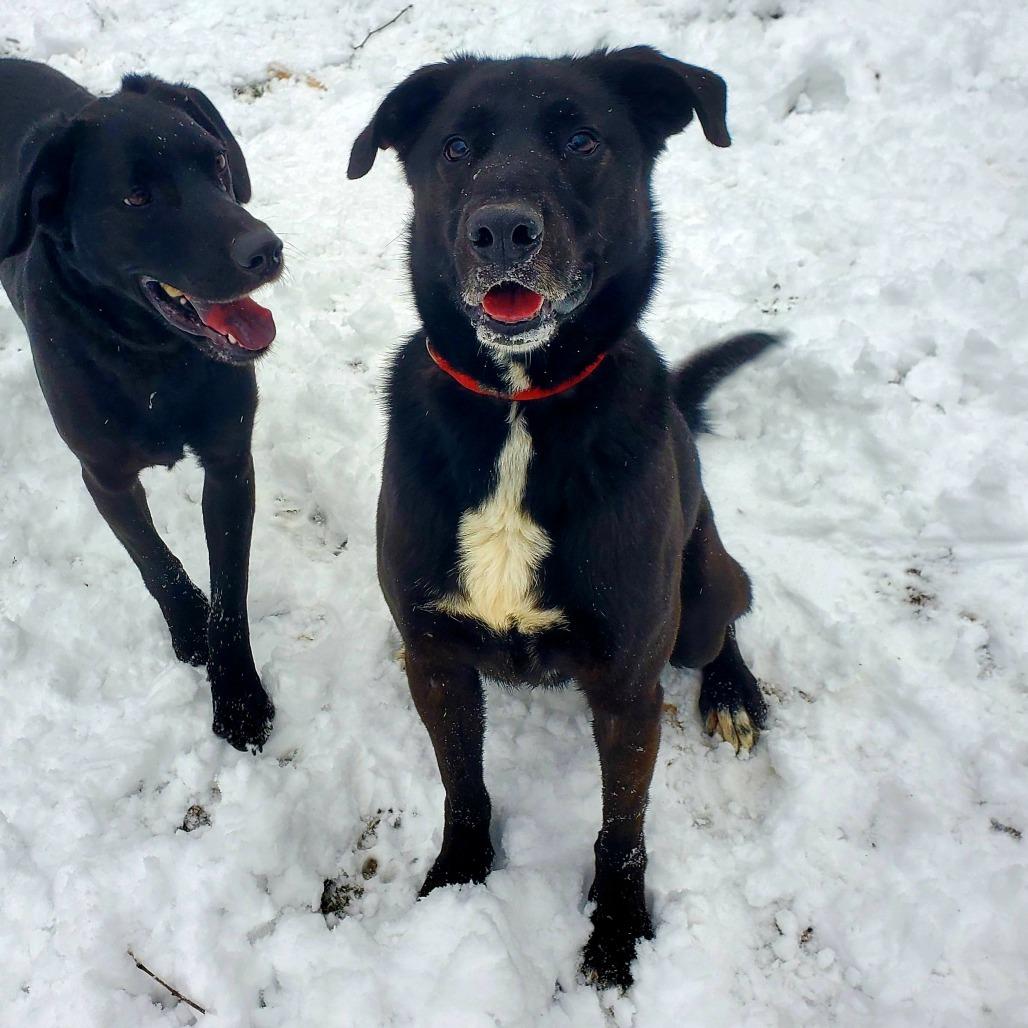 Nova, Adoptable, Adult Male Black Labrador Retriever.