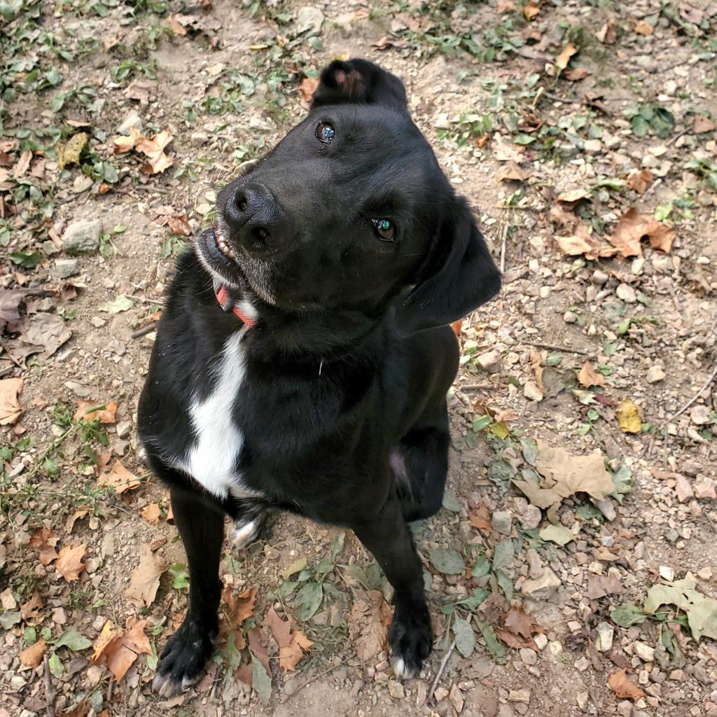 Enlarge Nova, a Adoptable Black Labrador Retriever in Springfield, MO image 2/6