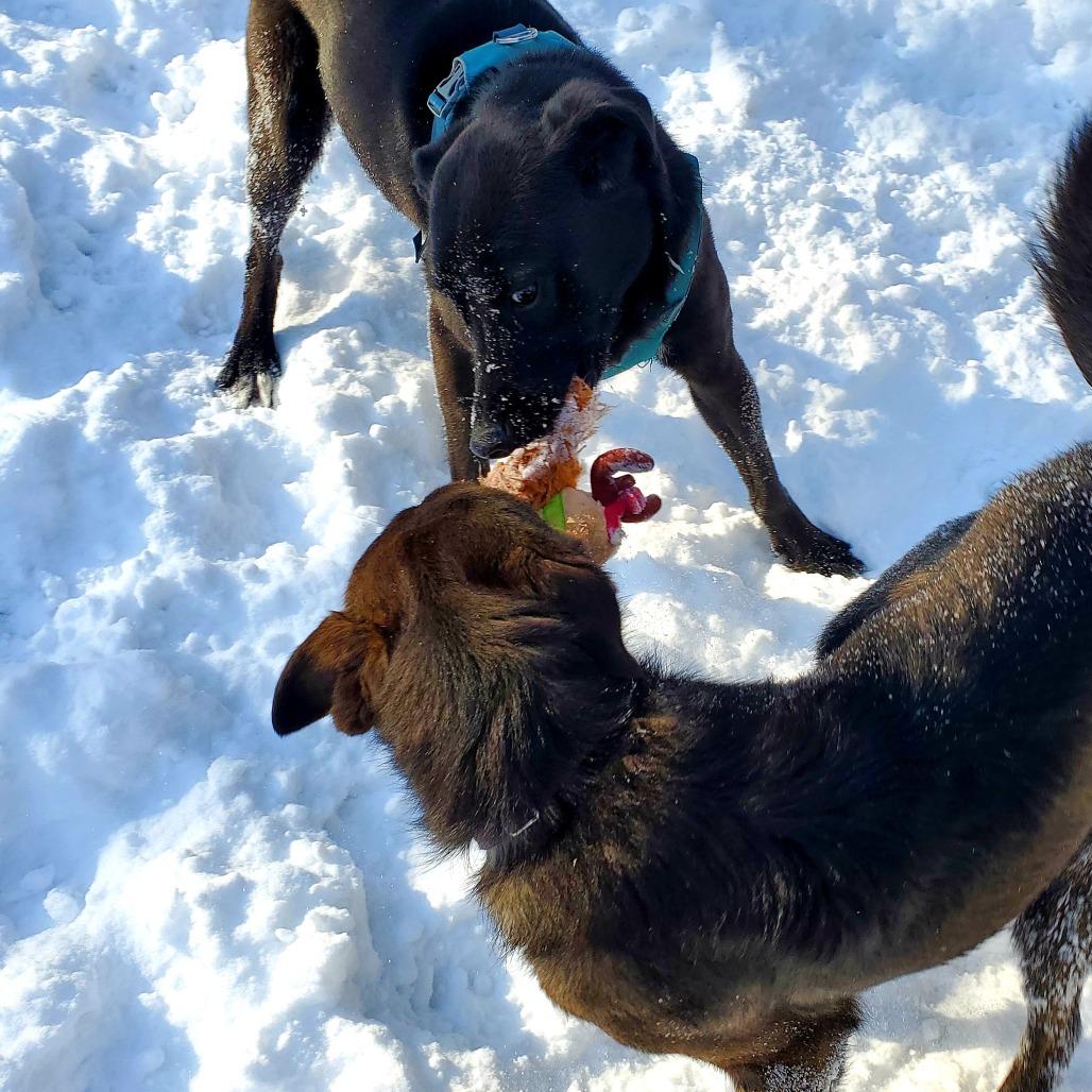 Enlarge Nova, a Adoptable Black Labrador Retriever in Springfield, MO image 3/6