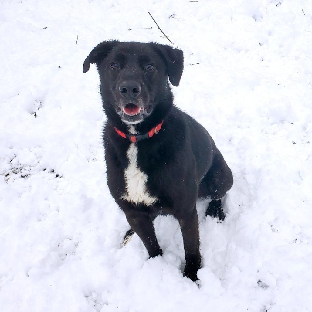 Enlarge Nova, a Adoptable Black Labrador Retriever in Springfield, MO image 3/6