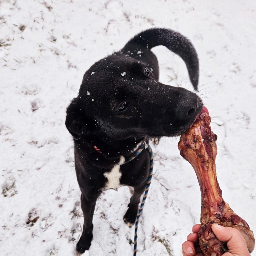 Enlarge Nova, a Adoptable Black Labrador Retriever in Springfield, MO image 5/6