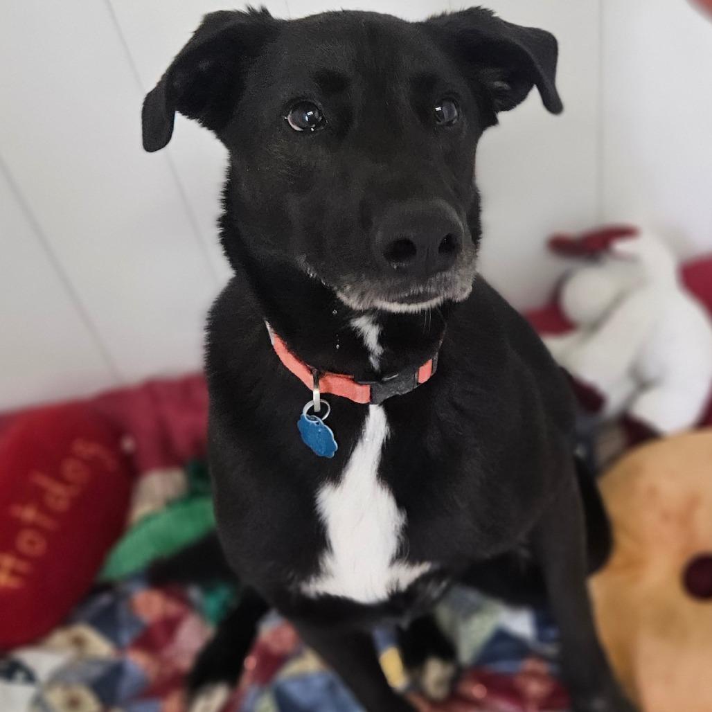 Enlarge Nova, a Adoptable Black Labrador Retriever in Springfield, MO image 5/6