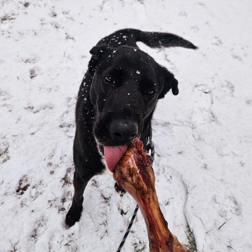 Enlarge Nova, a Adoptable Black Labrador Retriever in Springfield, MO image 6/6