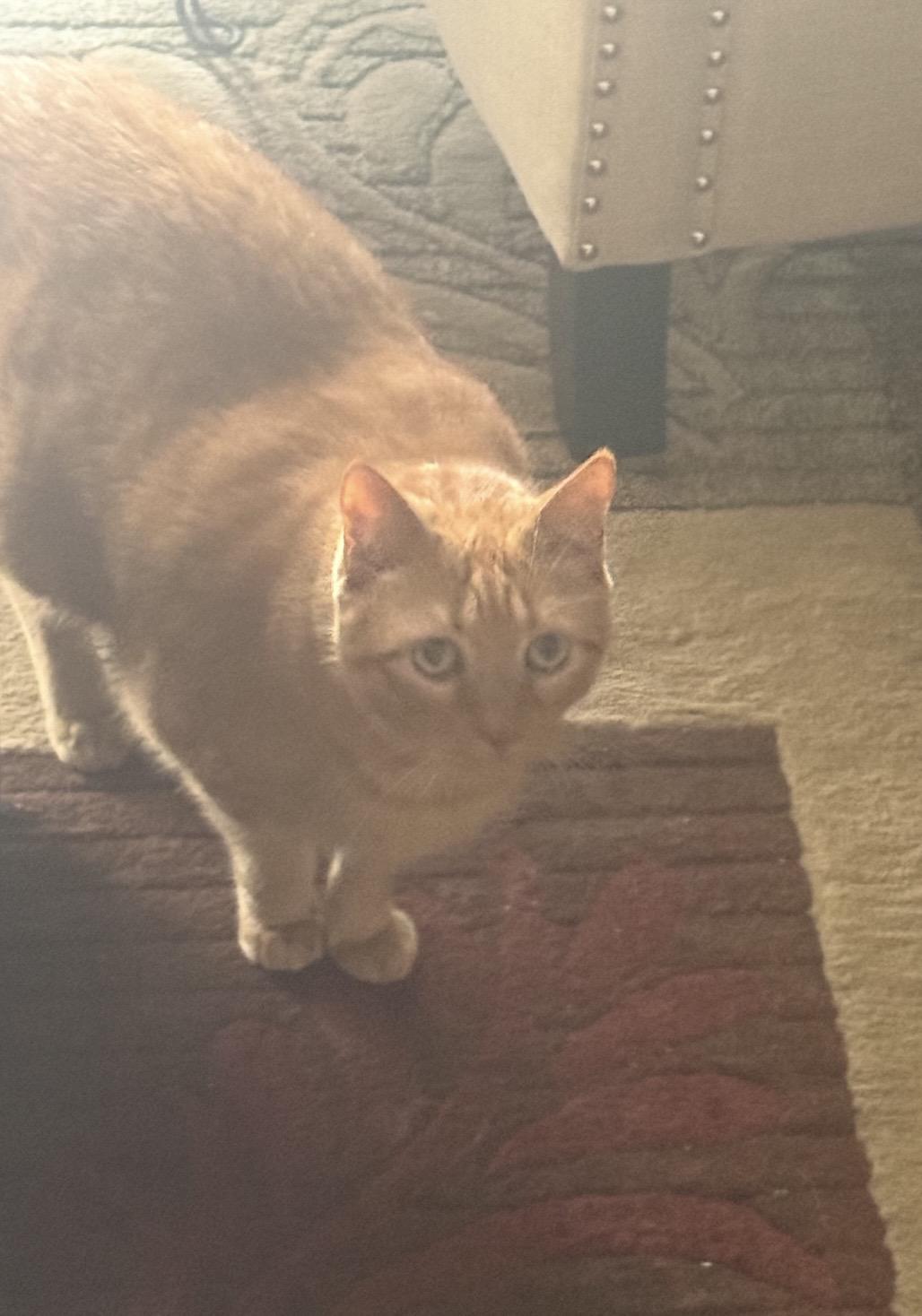 Enlarge Gordon, a ADOPTABLE Domestic Short Hair in Bonita Springs, FL image 1/1