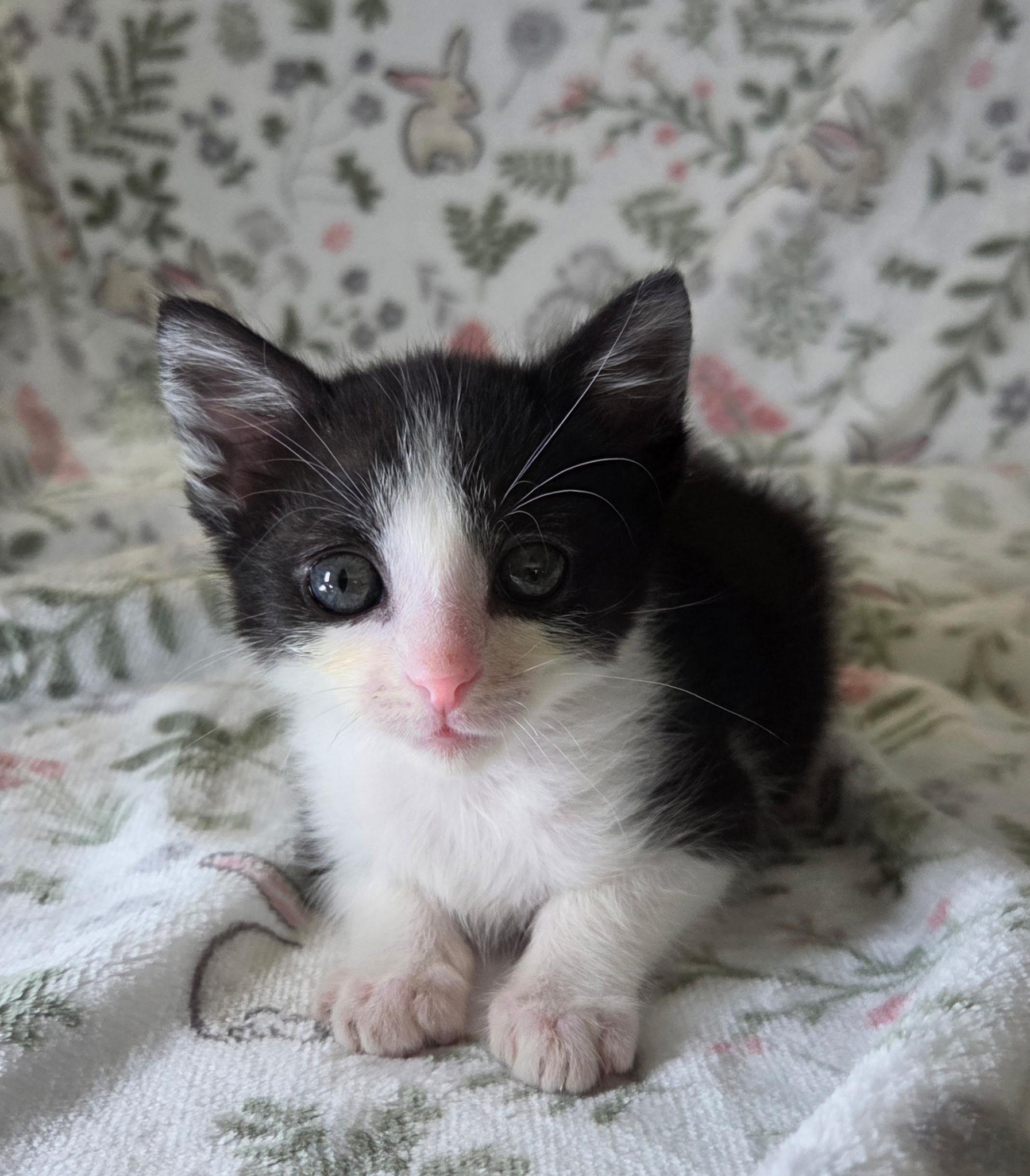 Enlarge Peanut, a Adoptable Domestic Short Hair in Long Beach, CA image 1/6