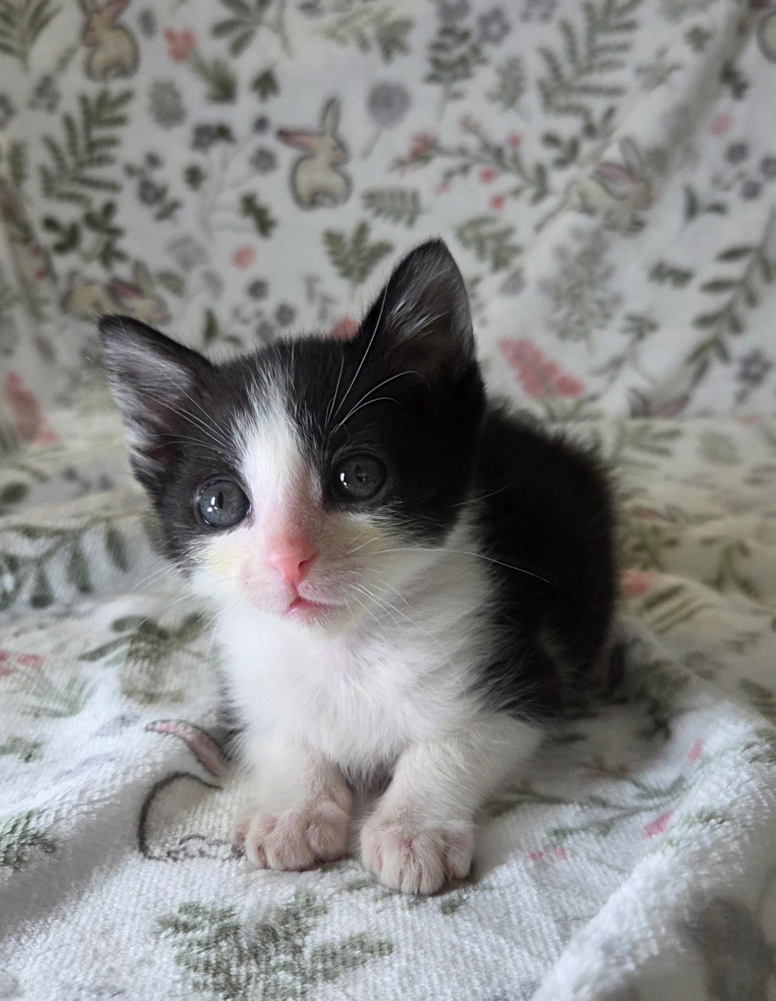Enlarge Peanut, a Adoptable Domestic Short Hair in Long Beach, CA image 3/6