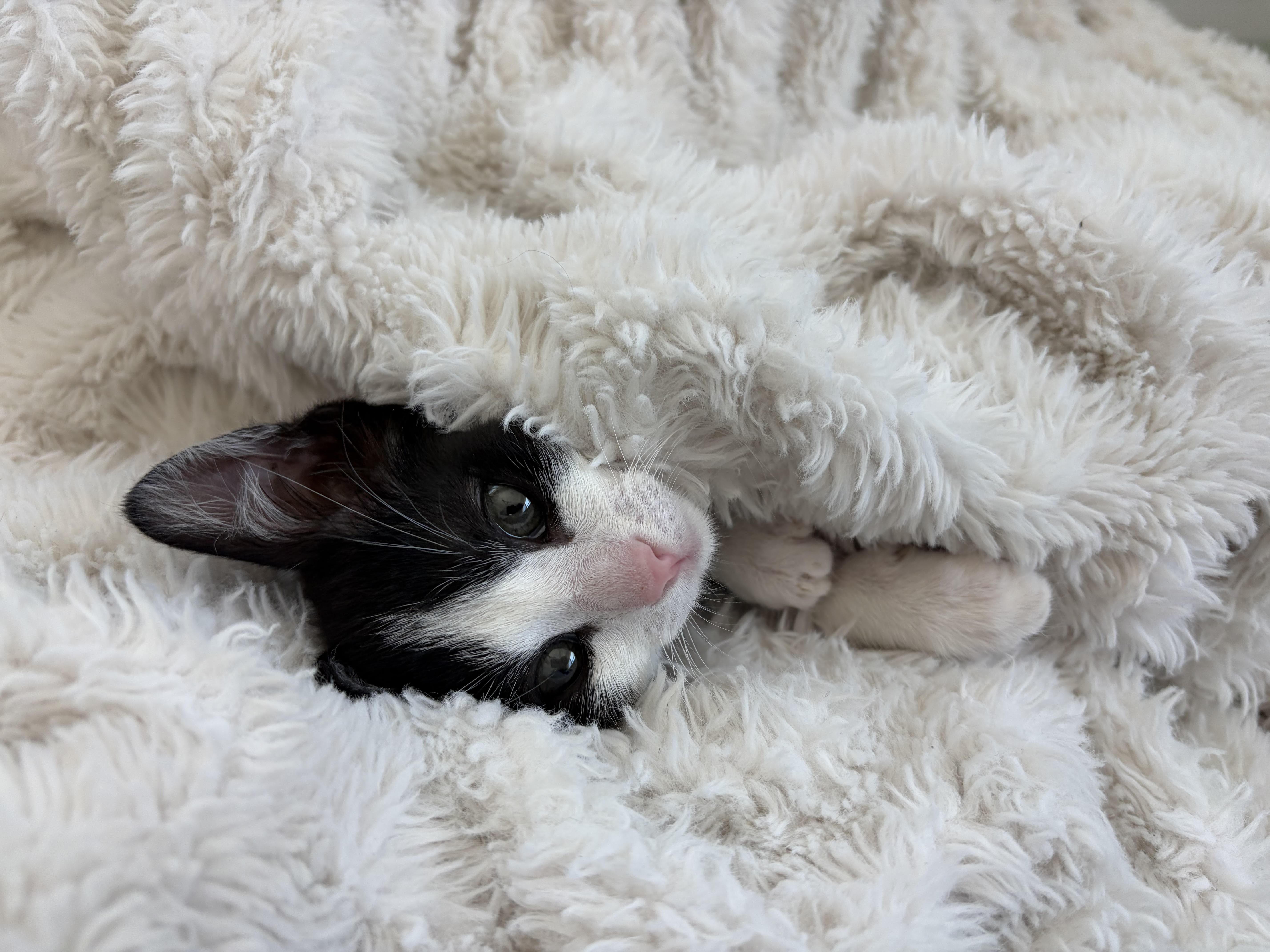 Enlarge Peanut, a Adoptable Domestic Short Hair in Long Beach, CA image 4/6
