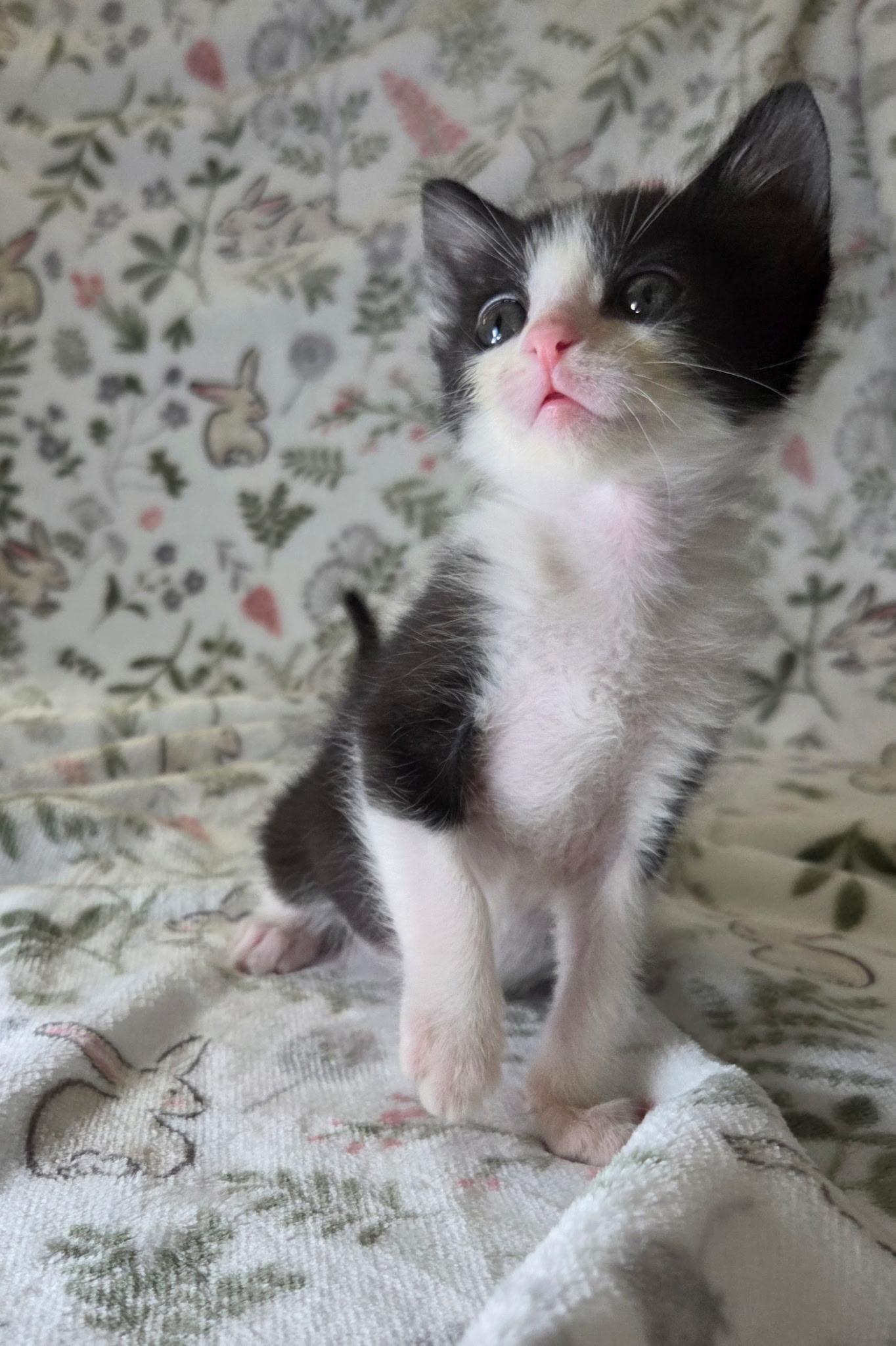 Enlarge Peanut, a Adoptable Domestic Short Hair in Long Beach, CA image 5/6
