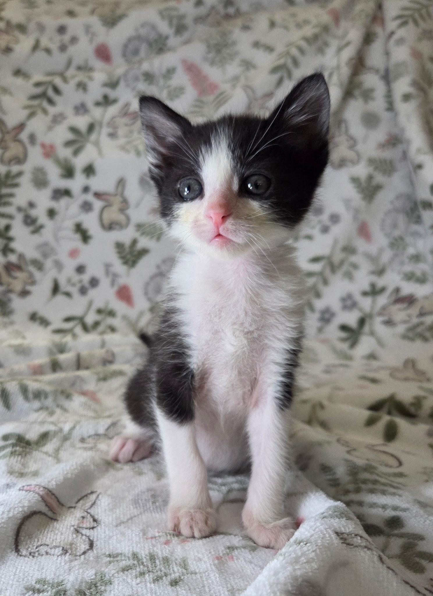 Enlarge Peanut, a Adoptable Domestic Short Hair in Long Beach, CA image 2/6