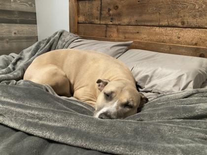 Kiki, a Adoptable mixed breed in Gwinn, MI image 1/3
