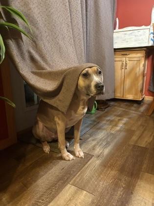Kiki, a Adoptable mixed breed in Gwinn, MI image 2/3