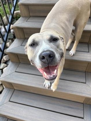Kiki, a Adoptable mixed breed in Gwinn, MI image 3/3