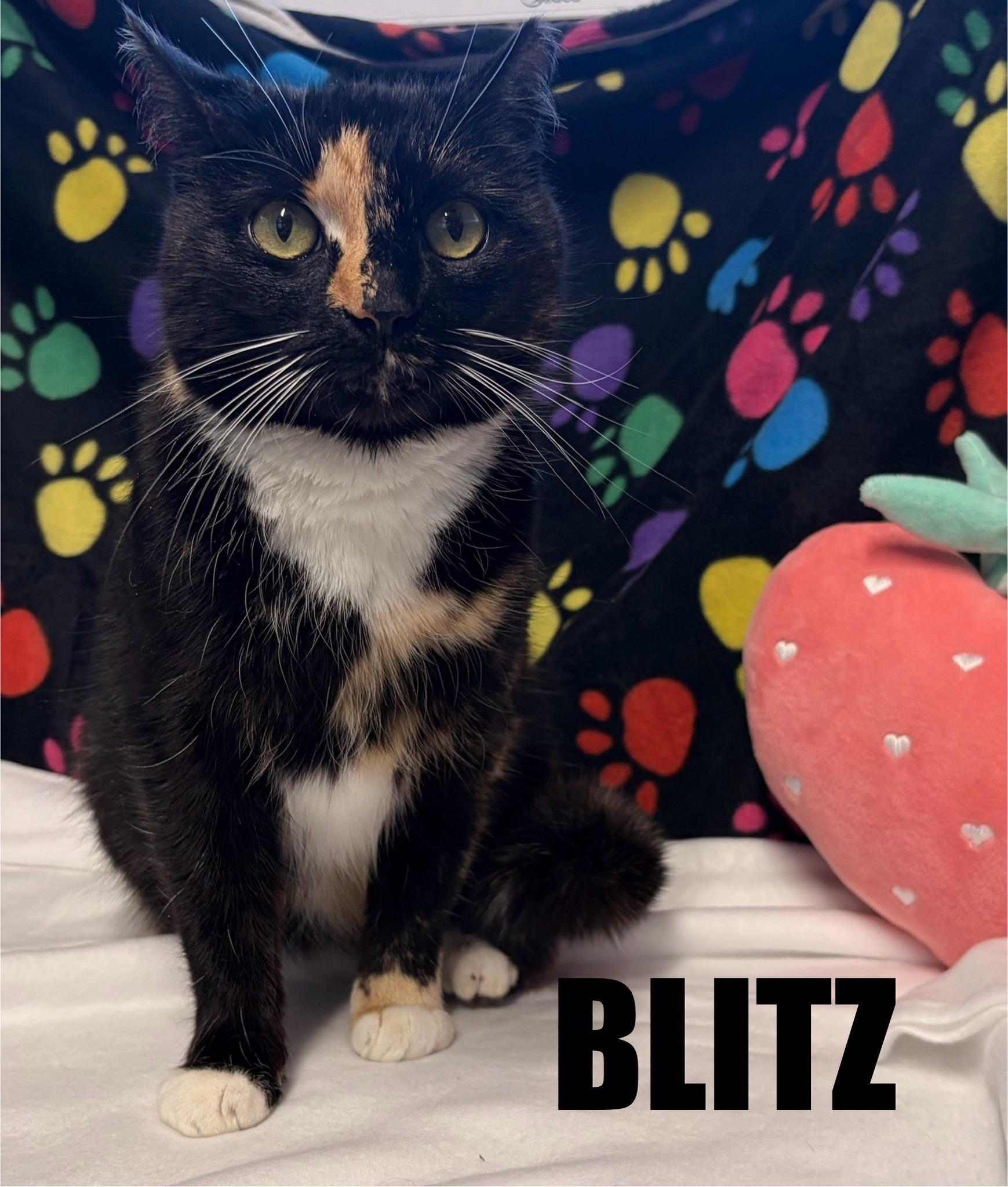 Enlarge Beautiful Blitz , an adopted Domestic Short Hair in Fairfax, VA image 1/5