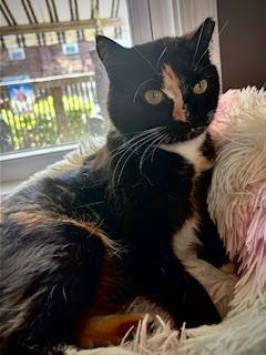 Enlarge Beautiful Blitz , an adopted Domestic Short Hair in Fairfax, VA image 5/5