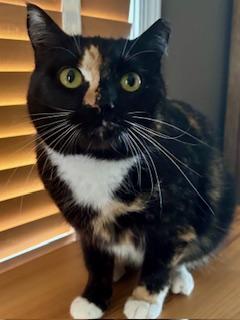 Enlarge Beautiful Blitz , an adopted Domestic Short Hair in Fairfax, VA image 4/5