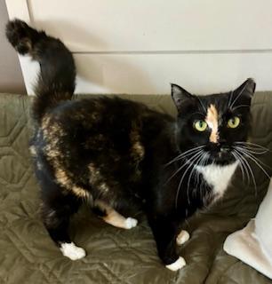 Enlarge Beautiful Blitz , an adopted Domestic Short Hair in Fairfax, VA image 3/5