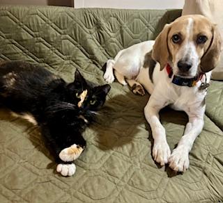 Enlarge Beautiful Blitz , an adopted Domestic Short Hair in Fairfax, VA image 2/5