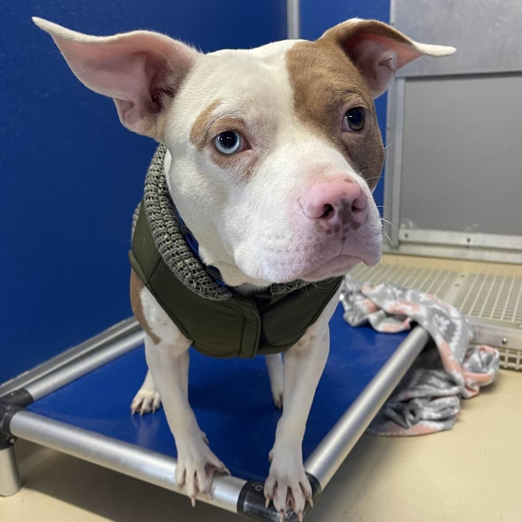 Toffee, Adoptable, Adult Male Pit Bull Terrier & English Bulldog.