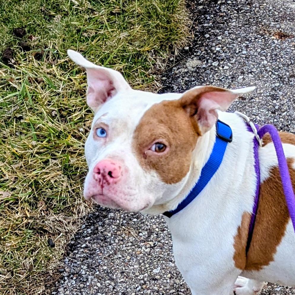 Enlarge Toffee, a Adoptable mixed breed in Marysville, OH image 1/1