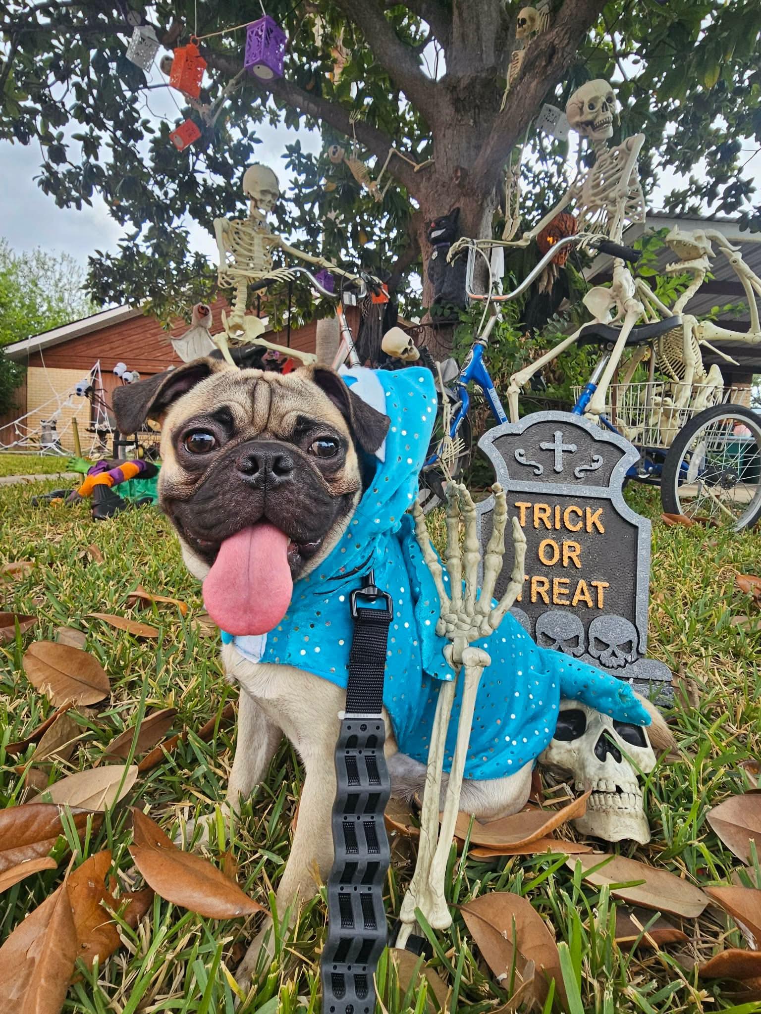 Ozzy Pawsborne, an adoptable Pug in Billings, MT, 59102 | Photo Image 2