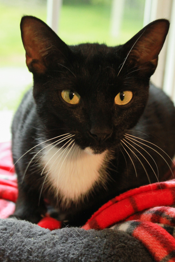 Darrel, a Adopted Domestic Short Hair in Ona, WV image 1/2