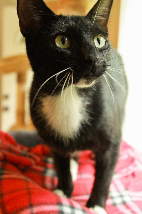 Darrel, a Adopted Domestic Short Hair in Ona, WV image 2/2