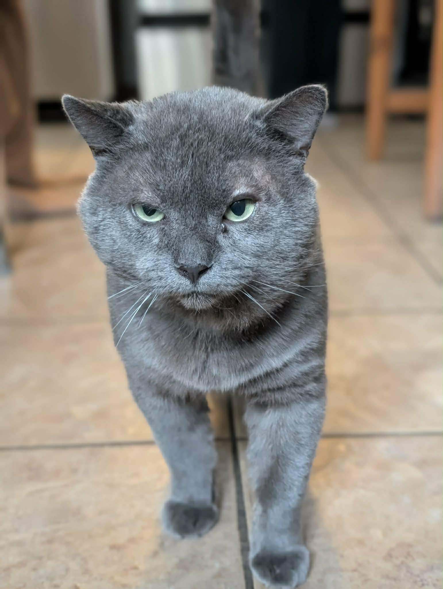 Hermès, Adopted, Adult Male Domestic Short Hair.