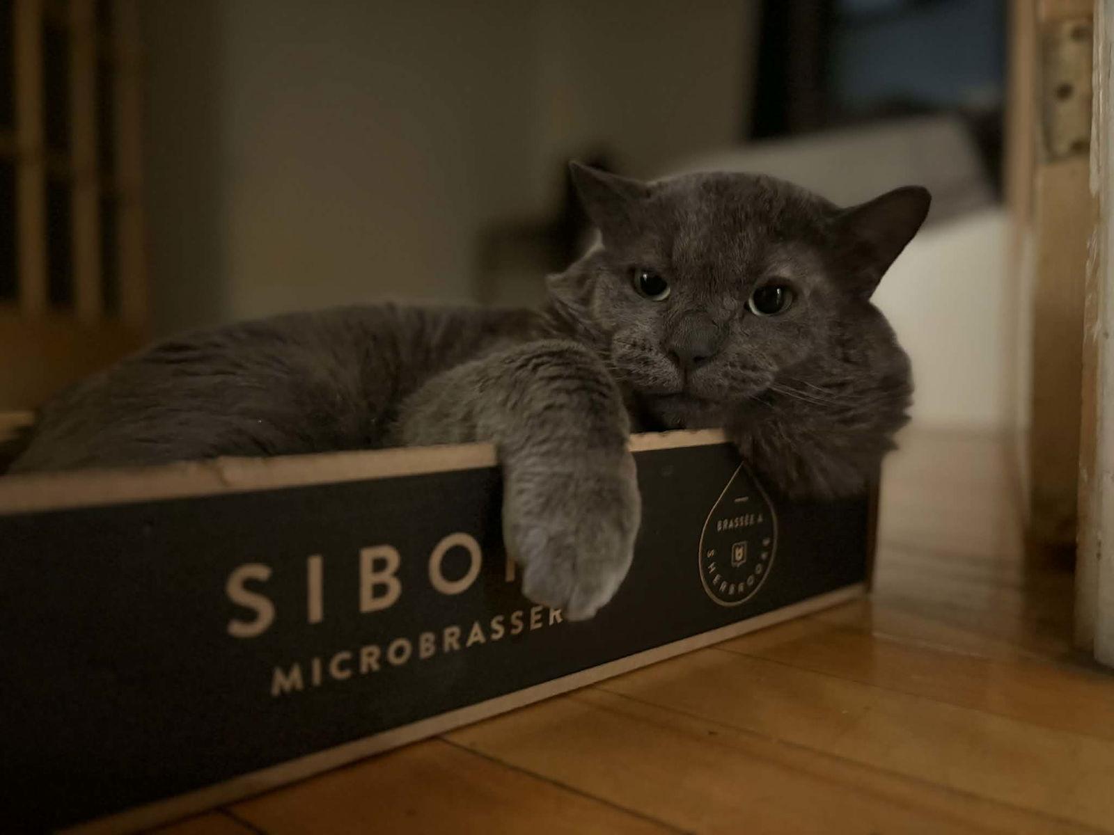 Enlarge Hermès, a Adopted Domestic Short Hair in Montreal, QC image 2/3