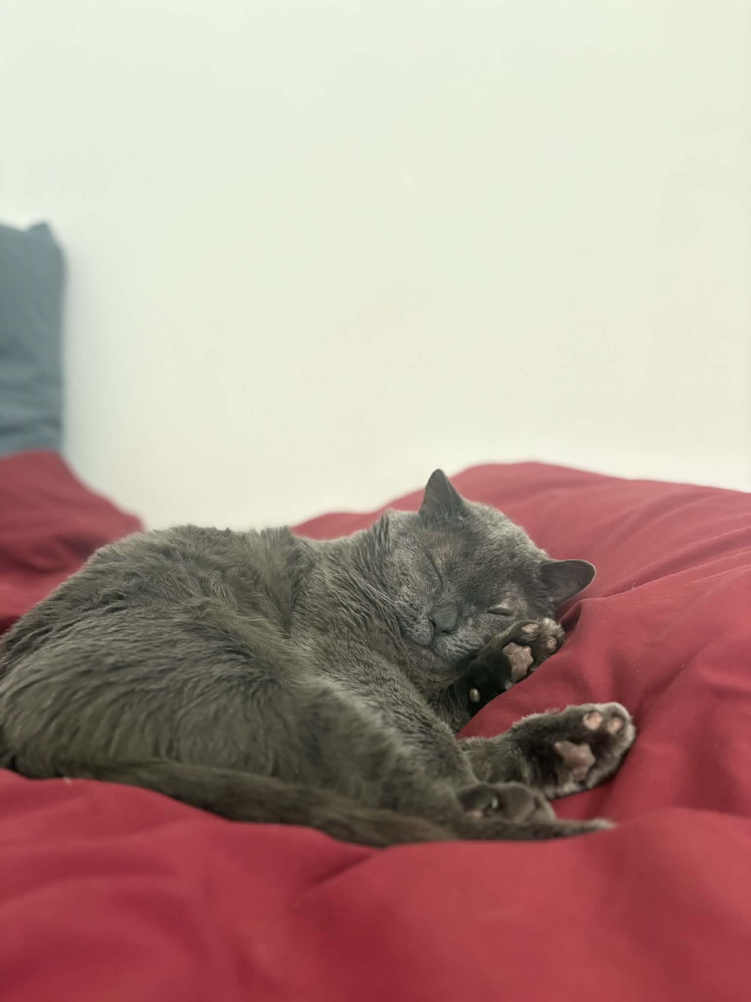 Enlarge Hermès, a Adopted Domestic Short Hair in Montreal, QC image 3/3