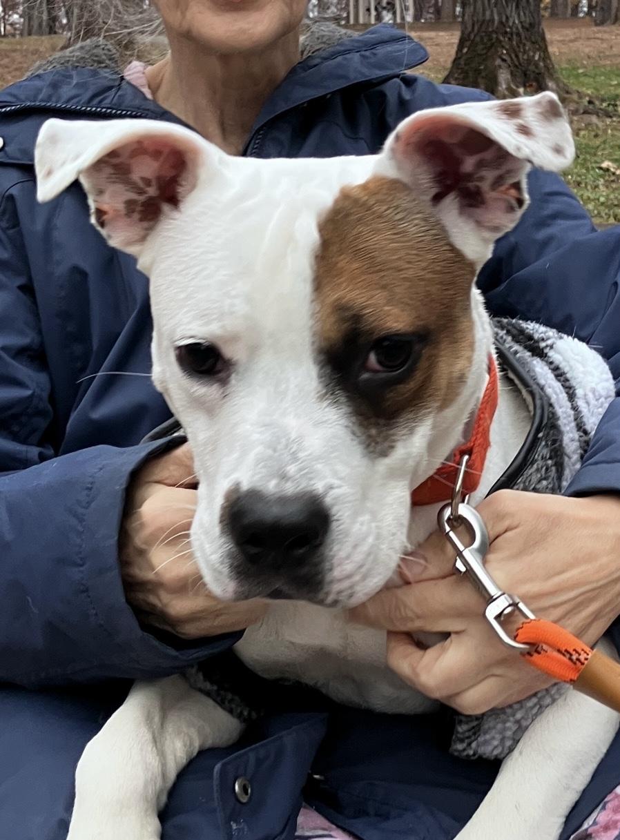 Teddy, a Adoptable American Staffordshire Terrier in POTOMAC, MD image 1/4