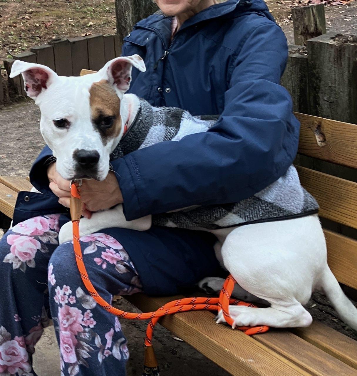 Teddy, a Adoptable American Staffordshire Terrier in POTOMAC, MD image 2/4