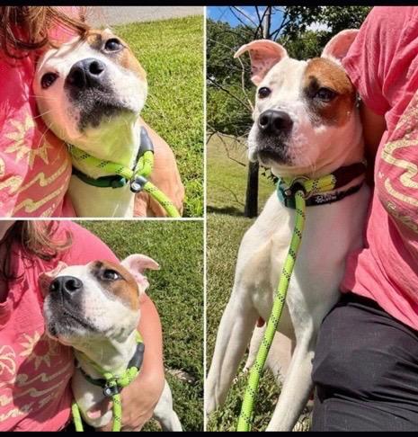 Teddy, a Adoptable American Staffordshire Terrier in POTOMAC, MD image 3/4