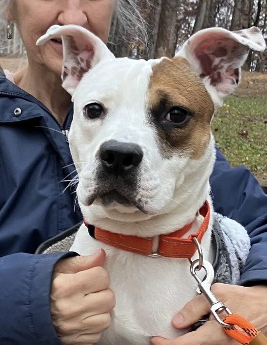 Teddy, a Adoptable American Staffordshire Terrier in POTOMAC, MD image 4/4