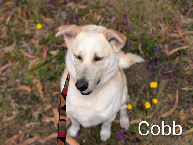 COBB, Adoptable, Adult Male Labrador Retriever & German Shepherd Dog.