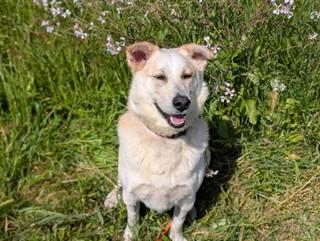 Enlarge COBB, a Adoptable mixed breed in McKinleyville, CA image 1/1